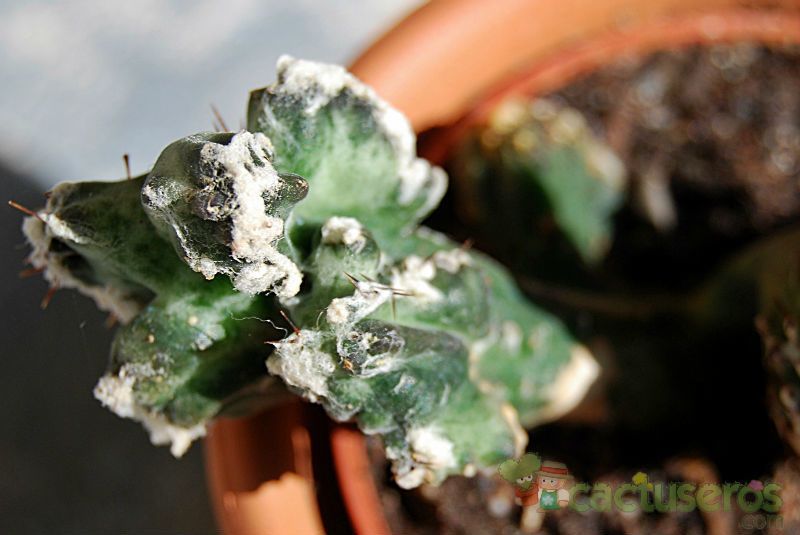 A photo of Cereus spegazzinii fma. crestada