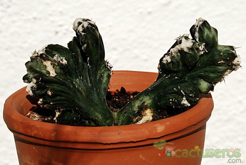 A photo of Cereus spegazzinii fma. crestada