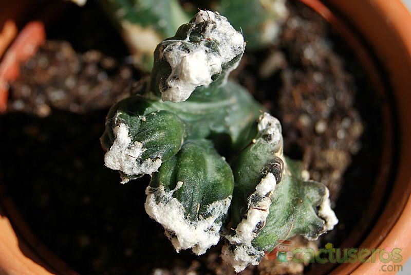 A photo of Cereus spegazzinii fma. crestada