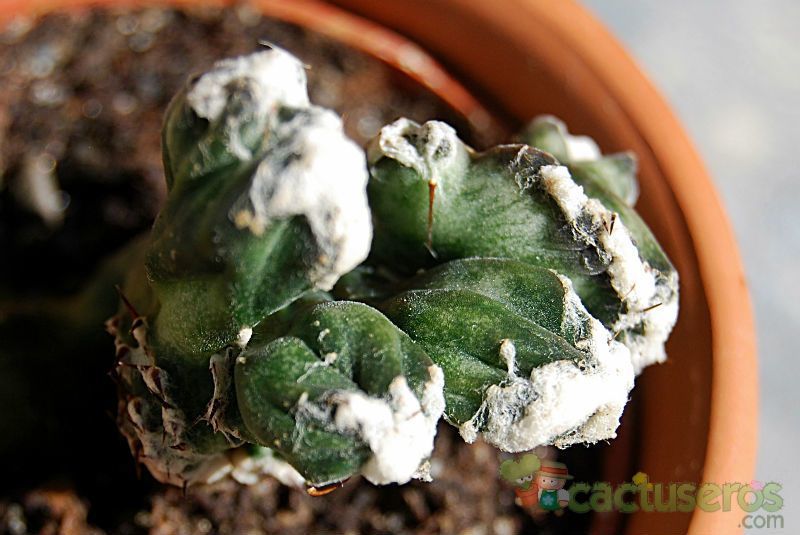 A photo of Cereus spegazzinii fma. crestada