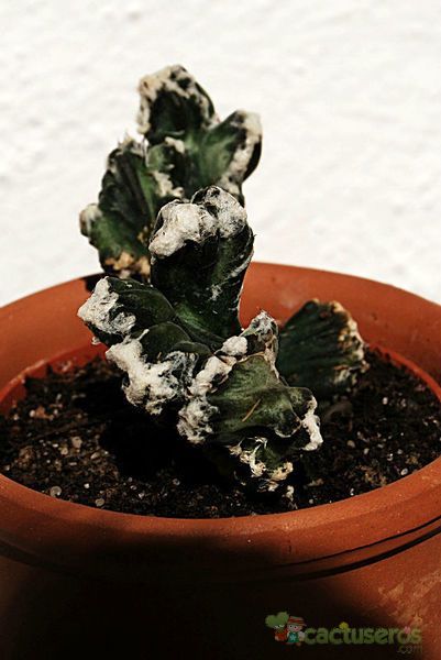 A photo of Cereus spegazzinii fma. crestada