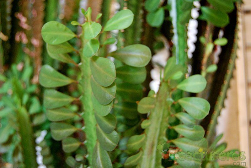 Una foto de Euphorbia trigona var. rubra