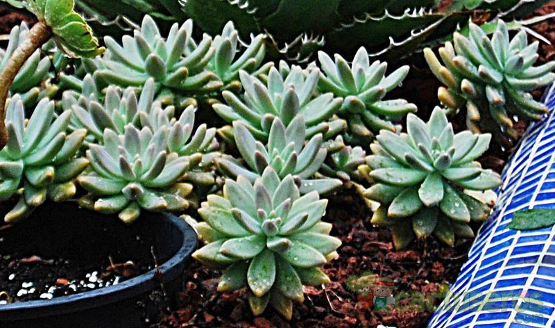 Una foto de Graptosedum cv. Francesco Baldi