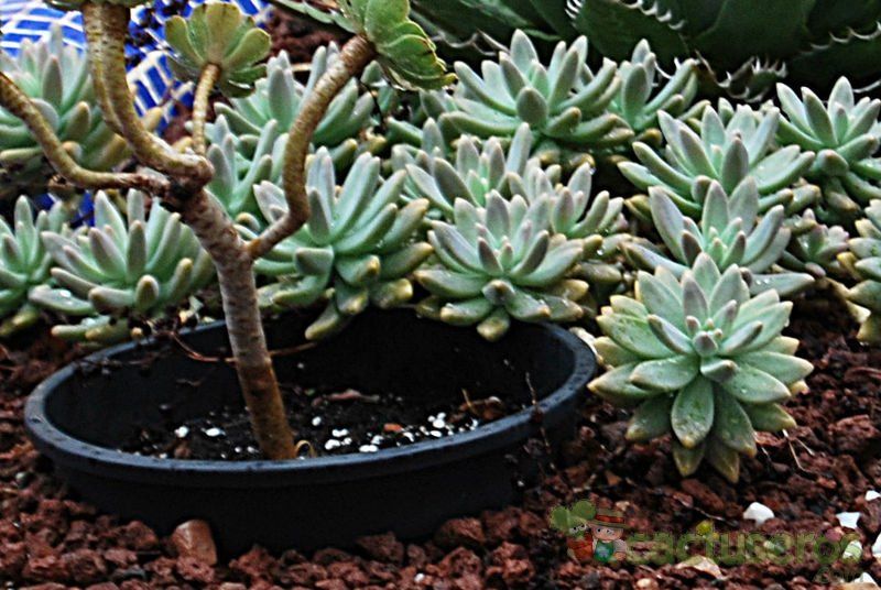 Una foto de Graptosedum cv. Francesco Baldi