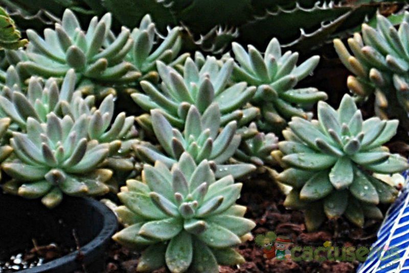 Una foto de Graptosedum cv. Francesco Baldi
