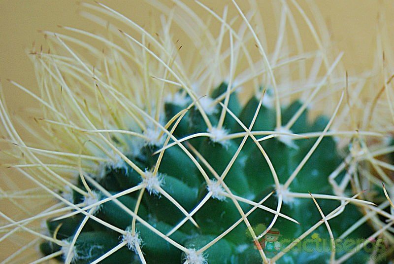A photo of Mammillaria polythele ssp. obconella