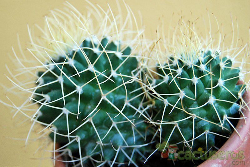 A photo of Mammillaria polythele ssp. obconella