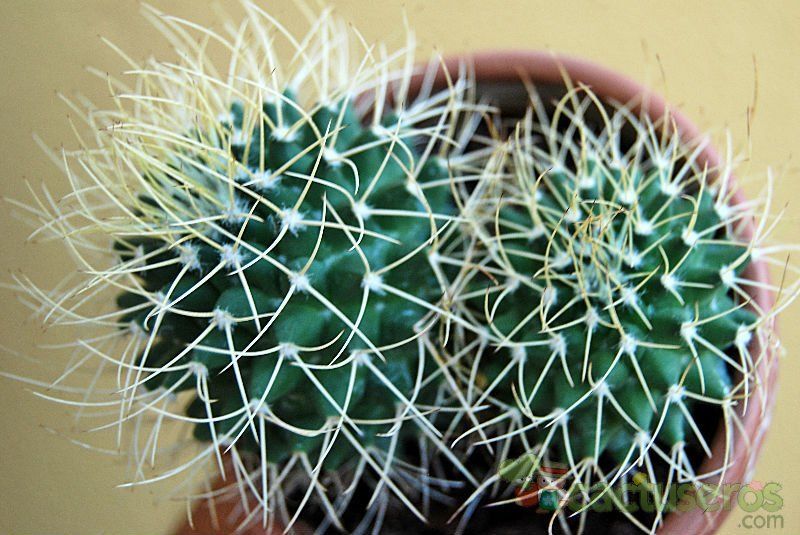 A photo of Mammillaria polythele ssp. obconella