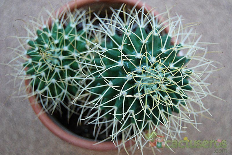 A photo of Mammillaria polythele ssp. obconella