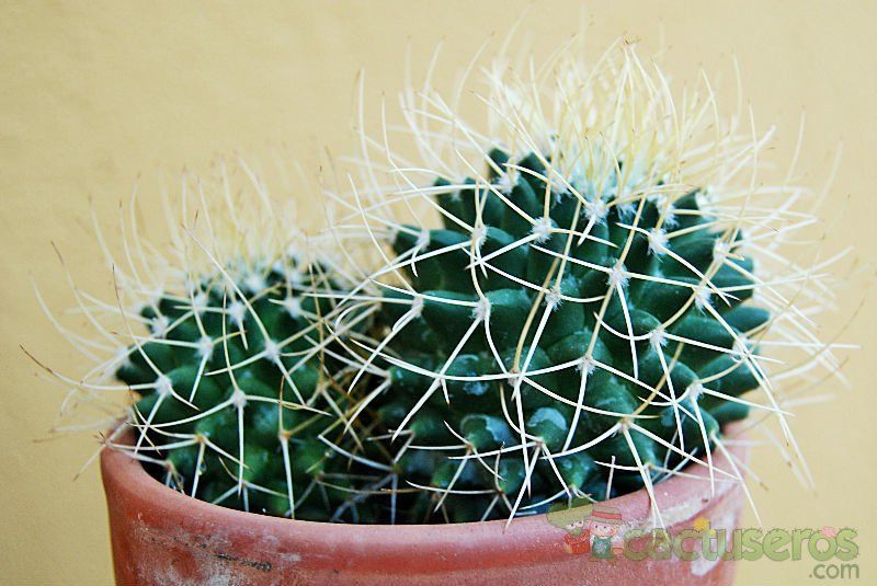 A photo of Mammillaria polythele ssp. obconella
