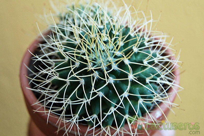 A photo of Mammillaria polythele ssp. obconella