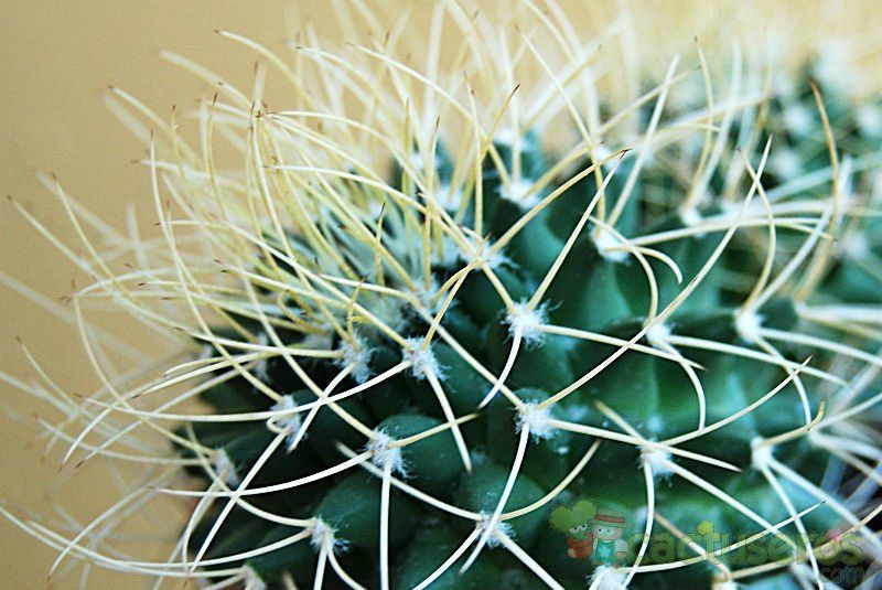 A photo of Mammillaria polythele ssp. obconella