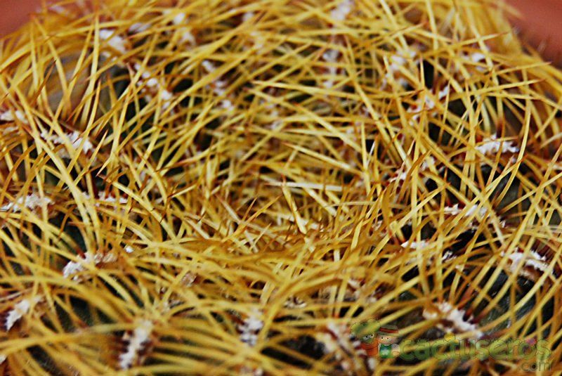 A photo of Oroya peruviana