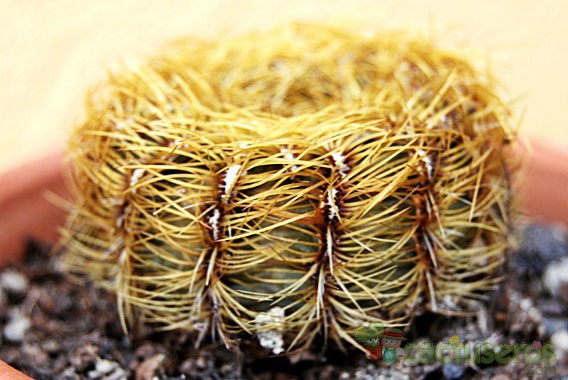 A photo of Oroya peruviana