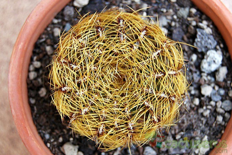 A photo of Oroya peruviana