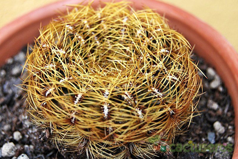 A photo of Oroya peruviana