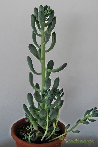 Una foto de Sedum allantoides