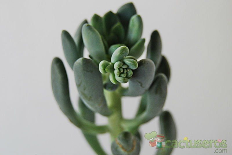 Una foto de Sedum allantoides