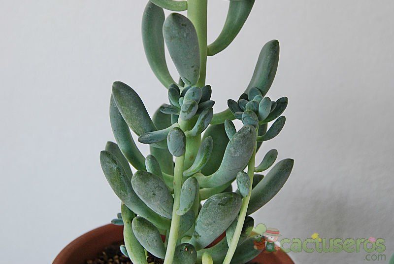 Una foto de Sedum allantoides