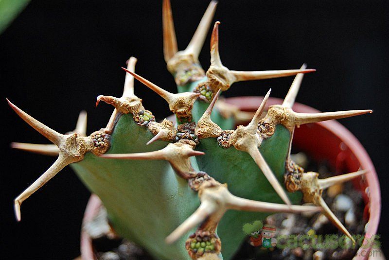 Una foto de Euphorbia caerulescens