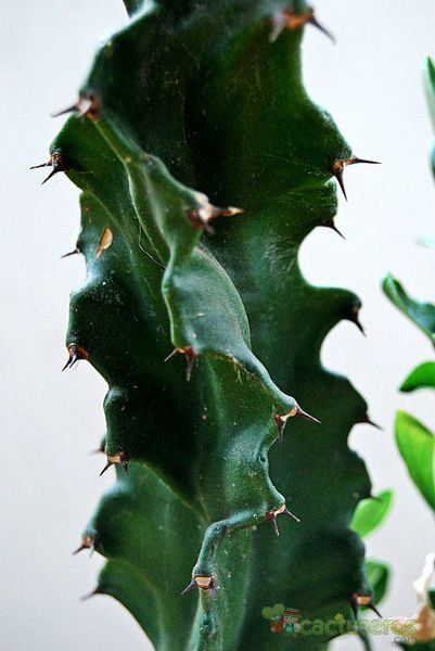 Una foto de Euphorbia undulatifolia
