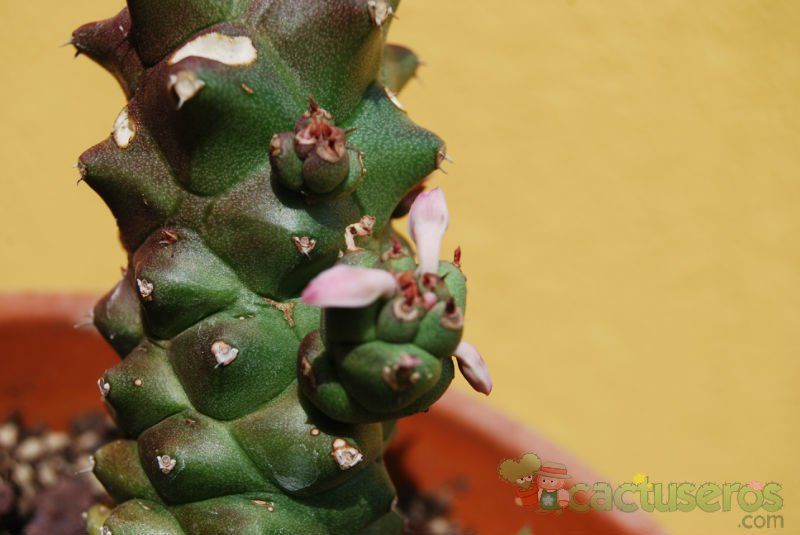 A photo of Euphorbia ritchiei