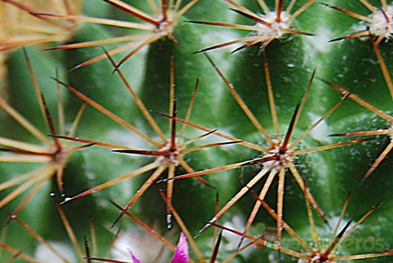 A photo of Mammillaria backebergiana ssp. backebergiana