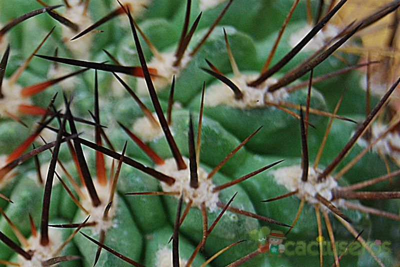 A photo of Eriosyce crispa ssp. atroviridis