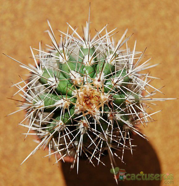 A photo of Pachycereus pringlei