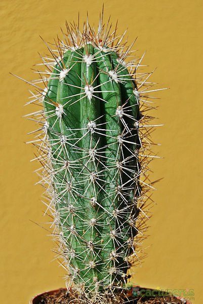 A photo of Pachycereus pringlei