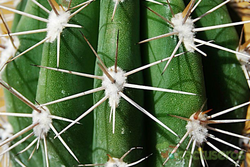 A photo of Pachycereus pringlei