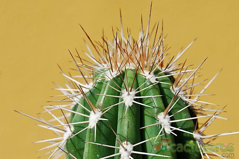 A photo of Pachycereus pringlei