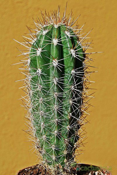 A photo of Pachycereus pringlei