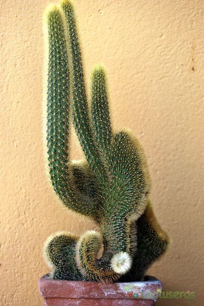 Una foto de Cleistocactus winteri f. crestada
