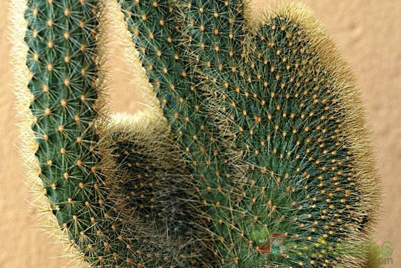 Una foto de Cleistocactus winteri f. crestada