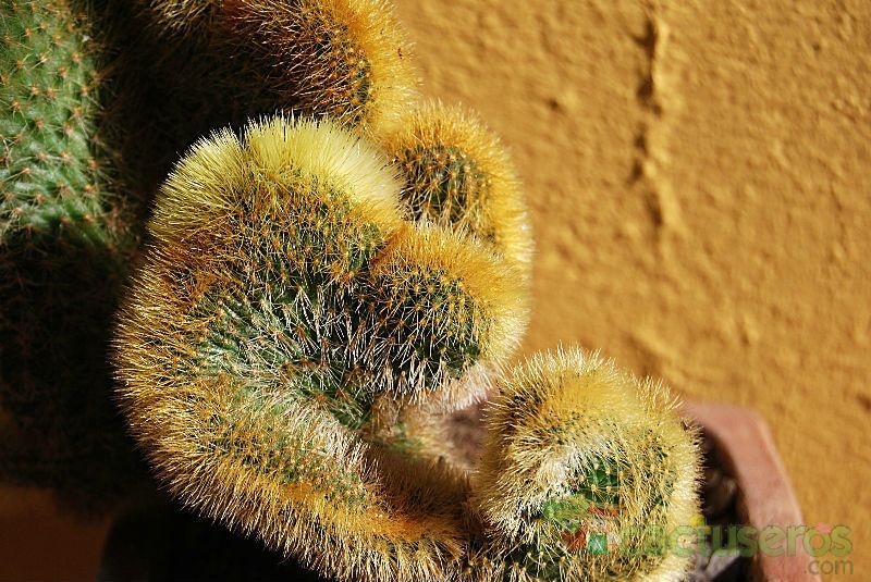 Una foto de Cleistocactus winteri f. crestada