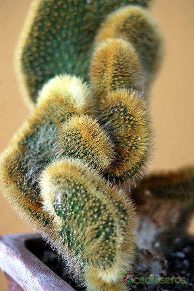 Una foto de Cleistocactus winteri f. crestada