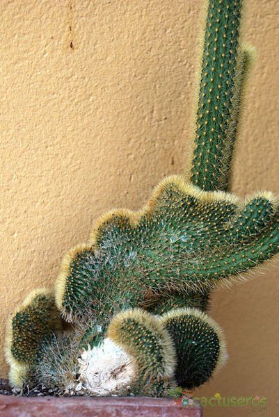 Una foto de Cleistocactus winteri f. crestada