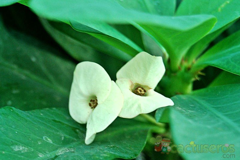 A photo of Euphorbia milii var. splendens
