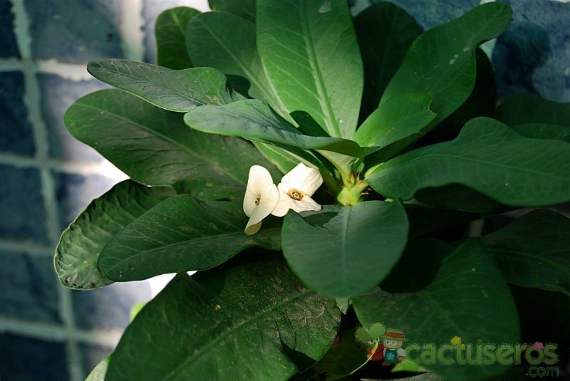 A photo of Euphorbia milii var. splendens