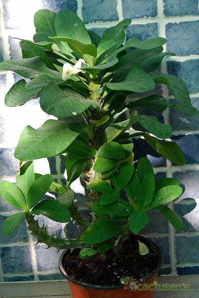A photo of Euphorbia milii var. splendens