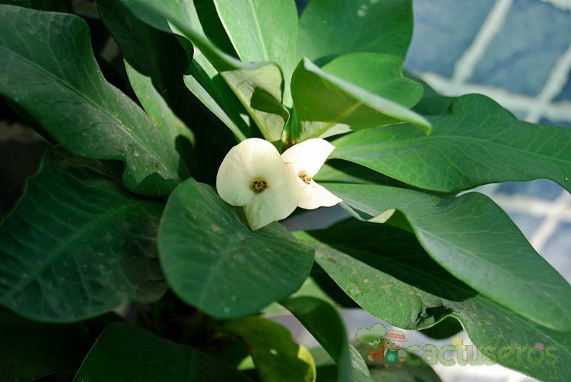 A photo of Euphorbia milii var. splendens