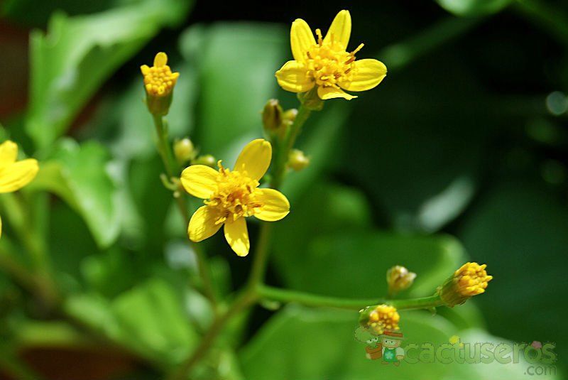 Una foto de Senecio angulatus