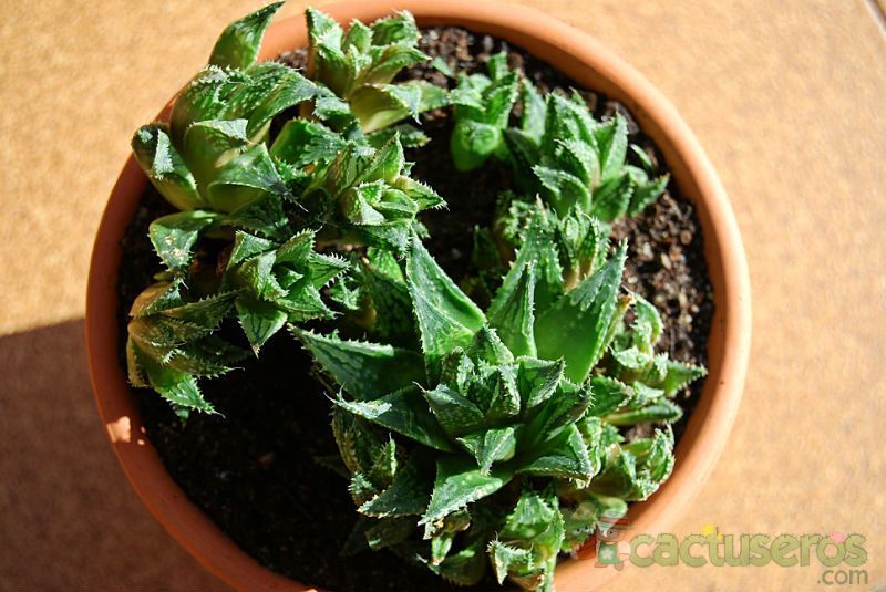 Una foto de Haworthia reticulata var. reticulata