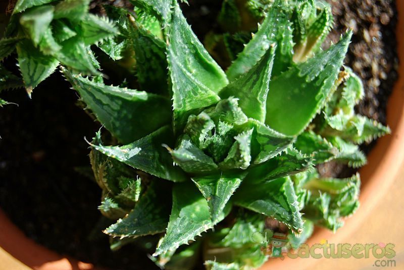Una foto de Haworthia reticulata var. reticulata