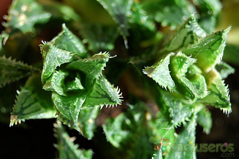 Una foto de Haworthia reticulata var. reticulata