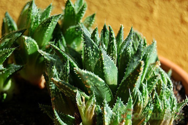 Una foto de Haworthia reticulata var. reticulata
