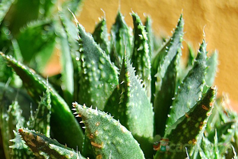 Una foto de Haworthia reticulata var. reticulata