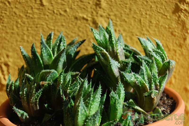 Una foto de Haworthia reticulata var. reticulata