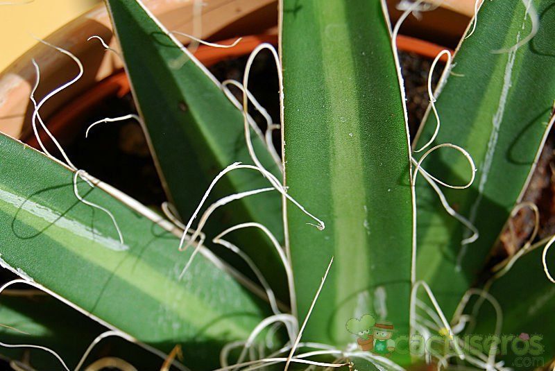 A photo of Agave filifera